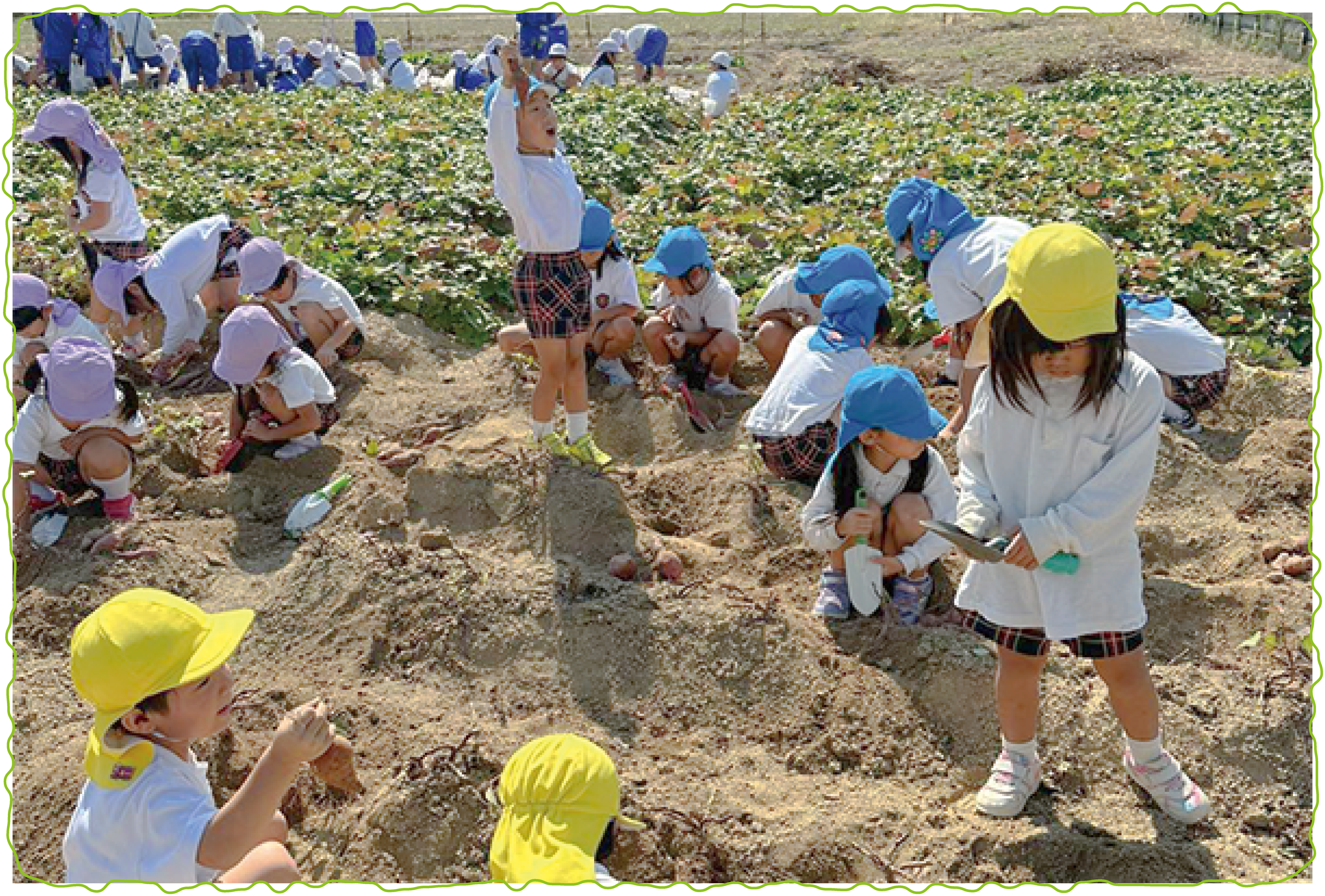 画像:おいもほり